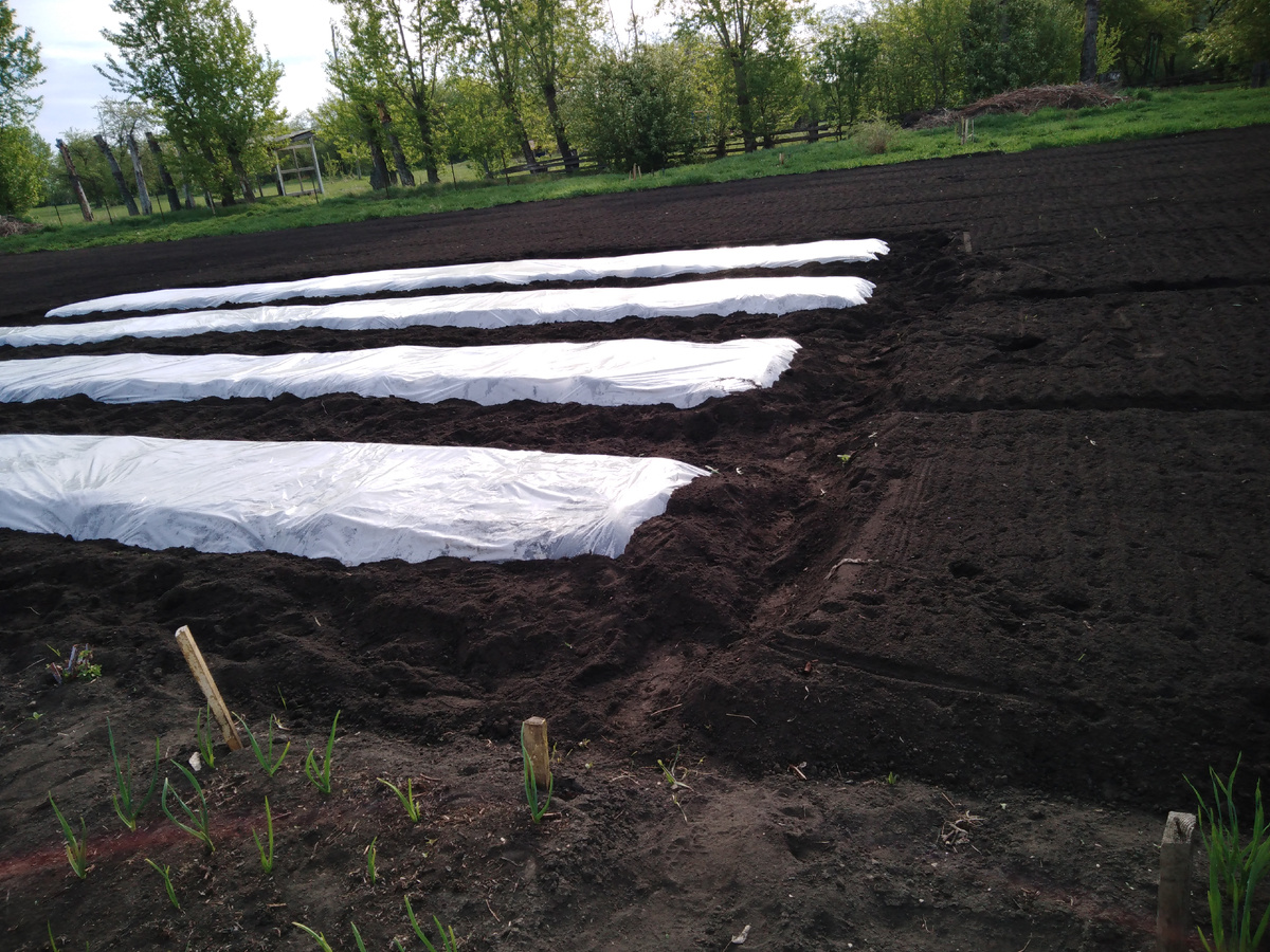 Грядка термос.фото автора.