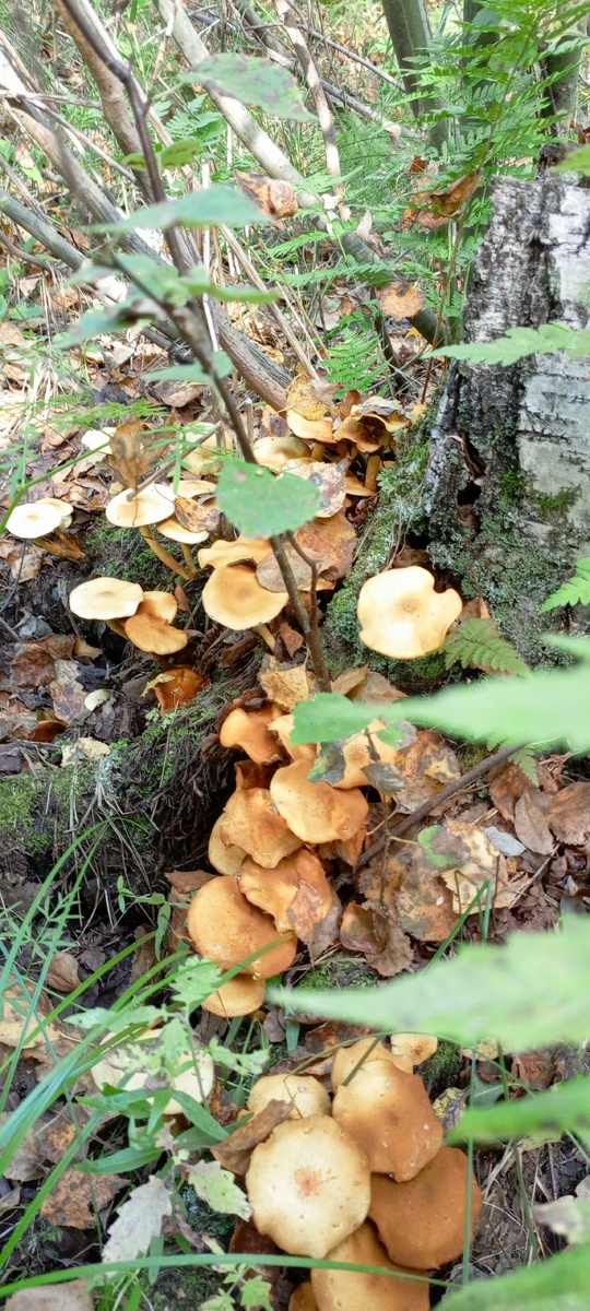 Семейки опят.