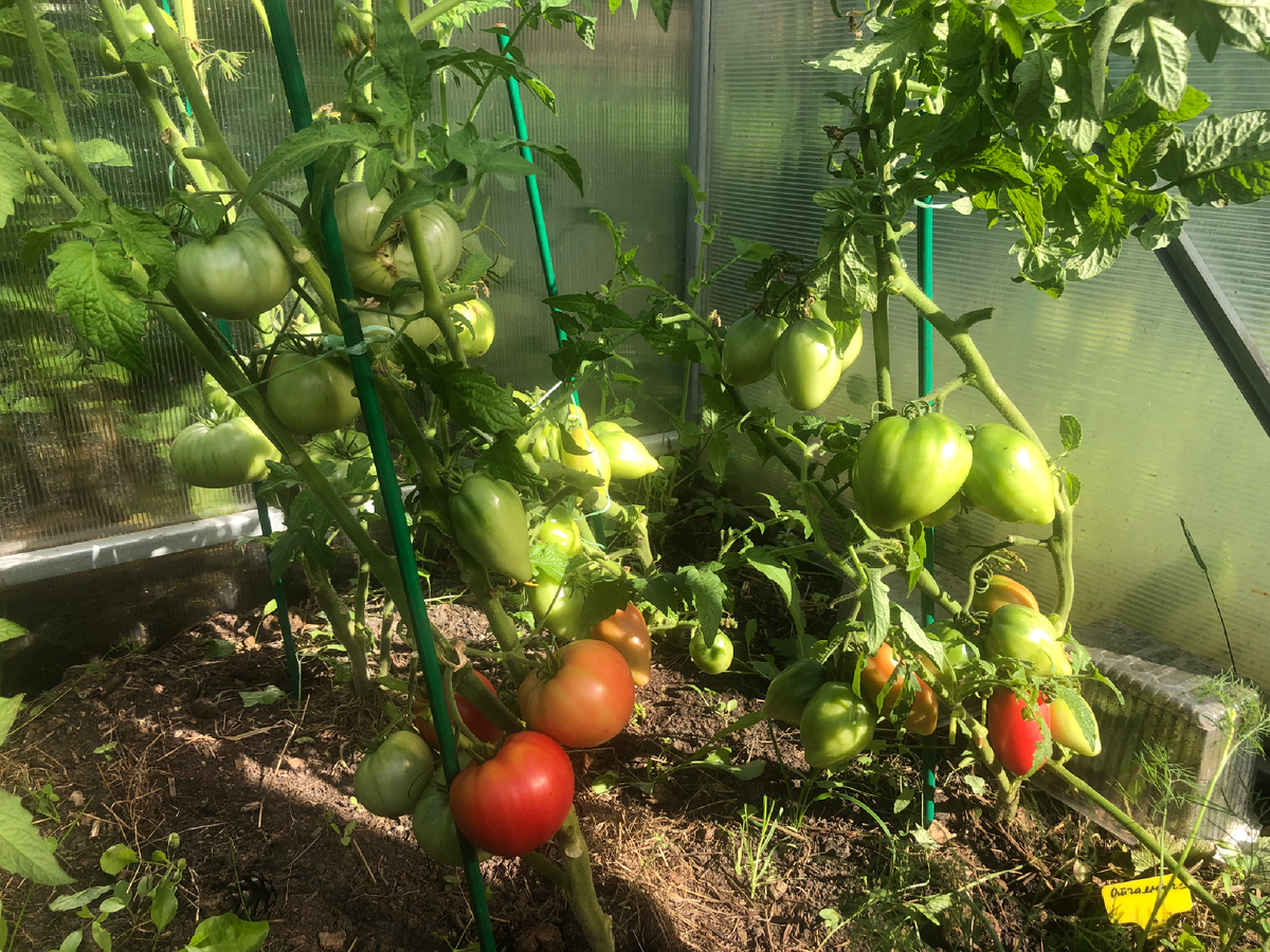 Гном Конфетти слева, справа гном Отчаянный