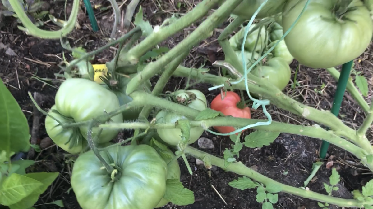 Гном Вкусное вино. Листайте вправо