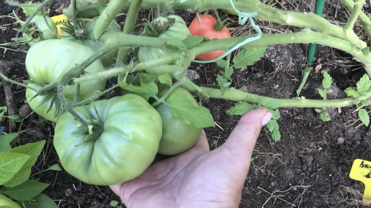 Гном Вкусное вино.