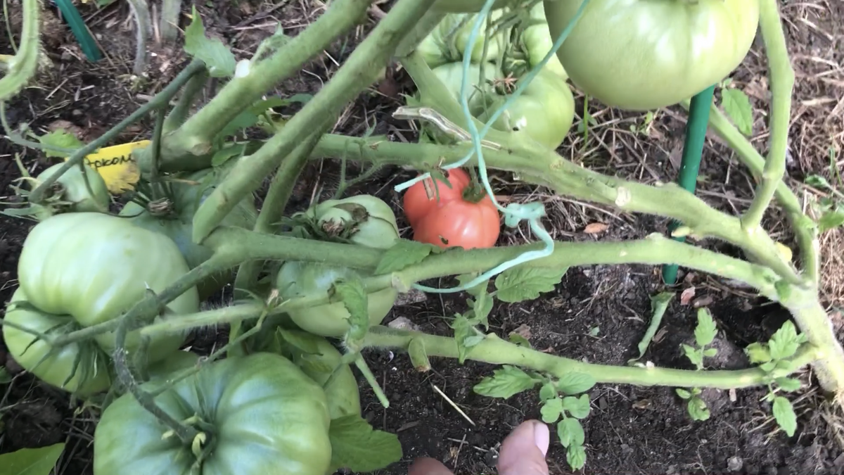 Гном Вкусное вино.