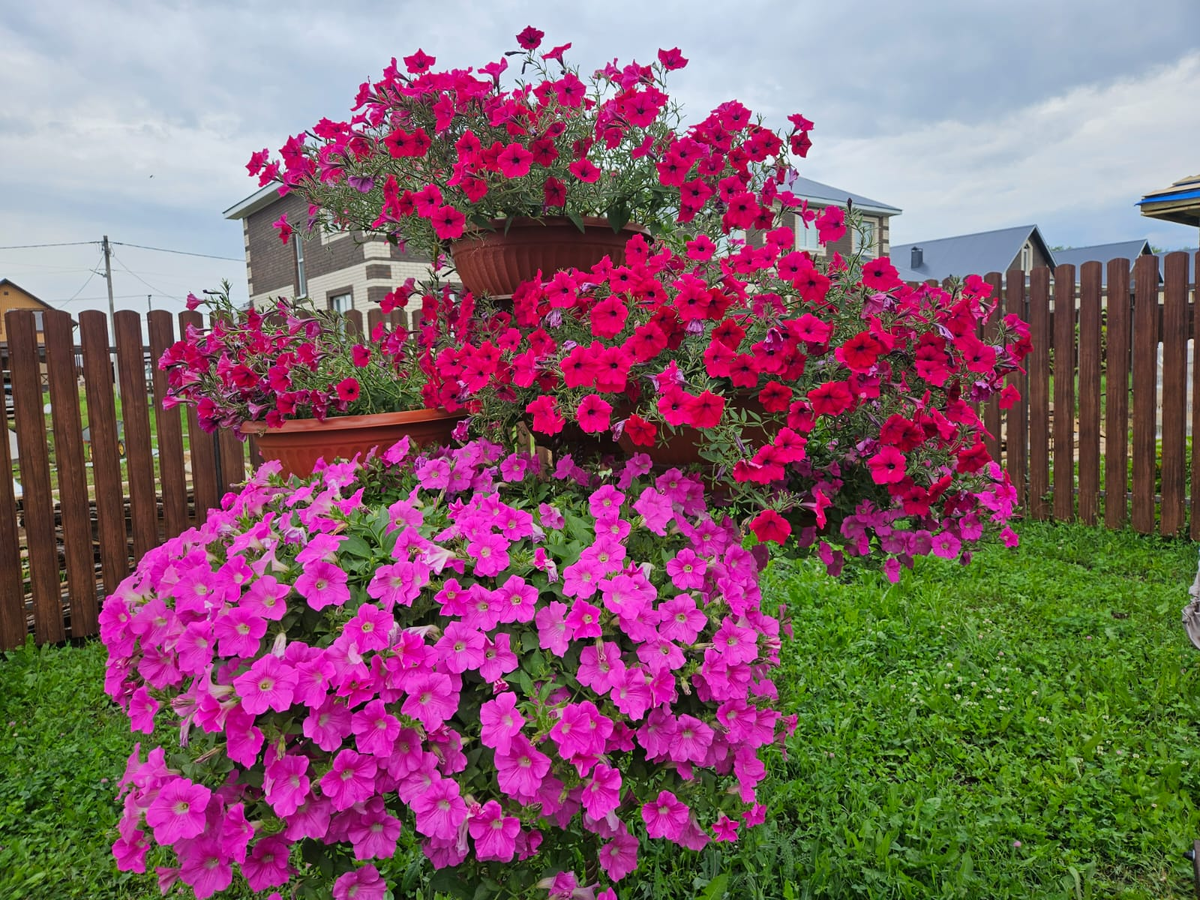 Один из способов выращивания петуний - вертикальный