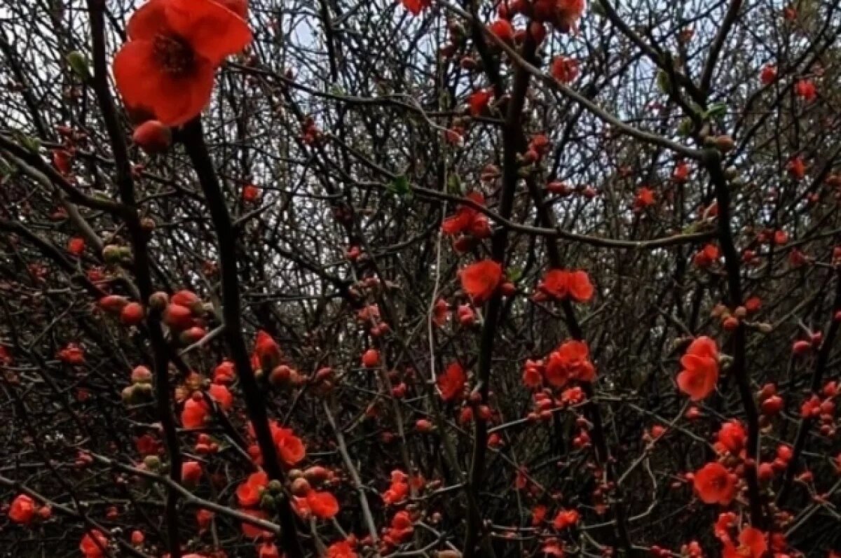    В Сочи расцвело «яблоко хеномелеса», которое вкусили Адам и Ева
