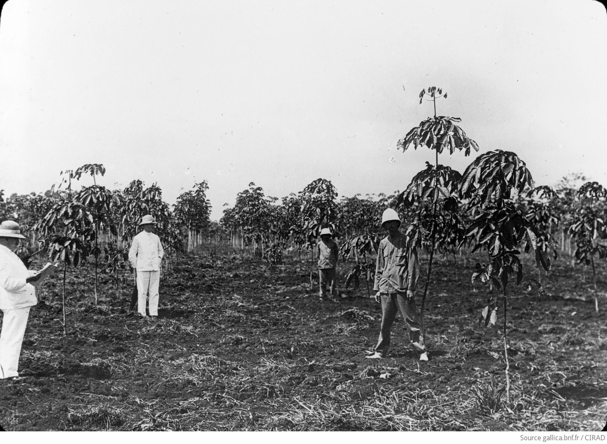 Каучуковая плантация в Сюзанне (1919 год)
