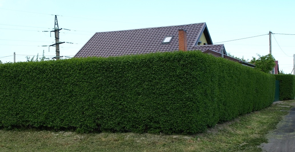 Сперва здесь была колючая проволока, теперь она внутри густой зелени.