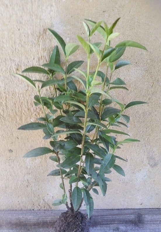 С этого надо начинать.