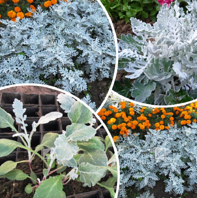 коллаж автора