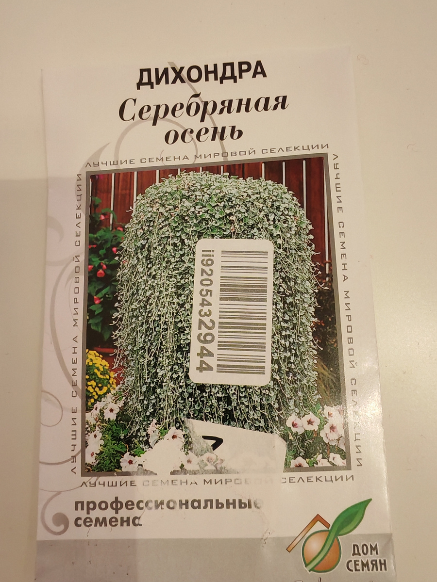 Дихондра "Серебряная осень" была посеяна в конце января.