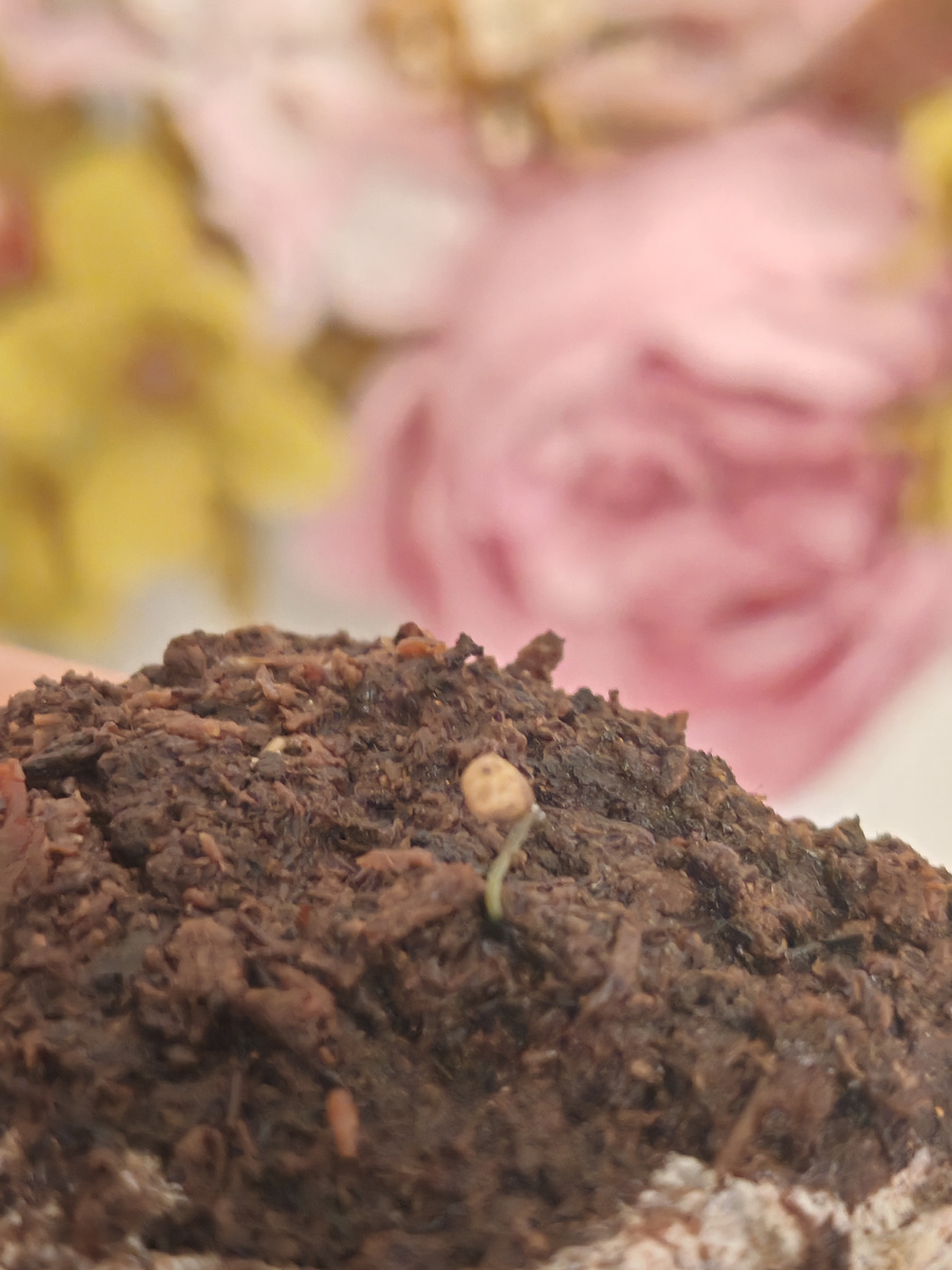 Самое бодрое семячко из трех. Не успело даже сбросить "шлем".