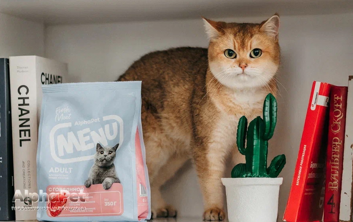 Как создать рай для кота: 10 идей для идеального пространства / Изображение: AlphaPet