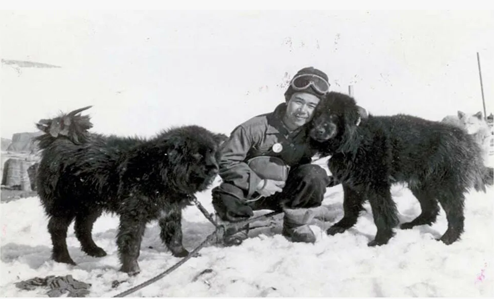 Вот собаки из тех упряжек, что возили бросивших их людей