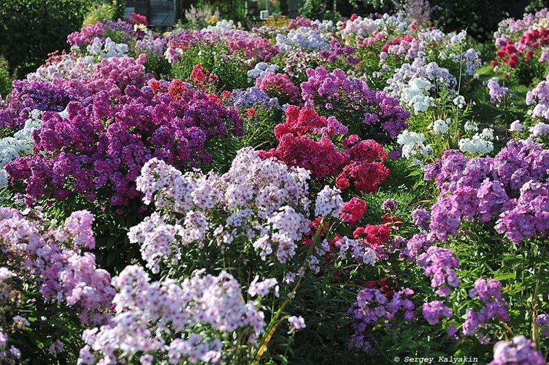 1. В саду О.К. Кудрявцевой