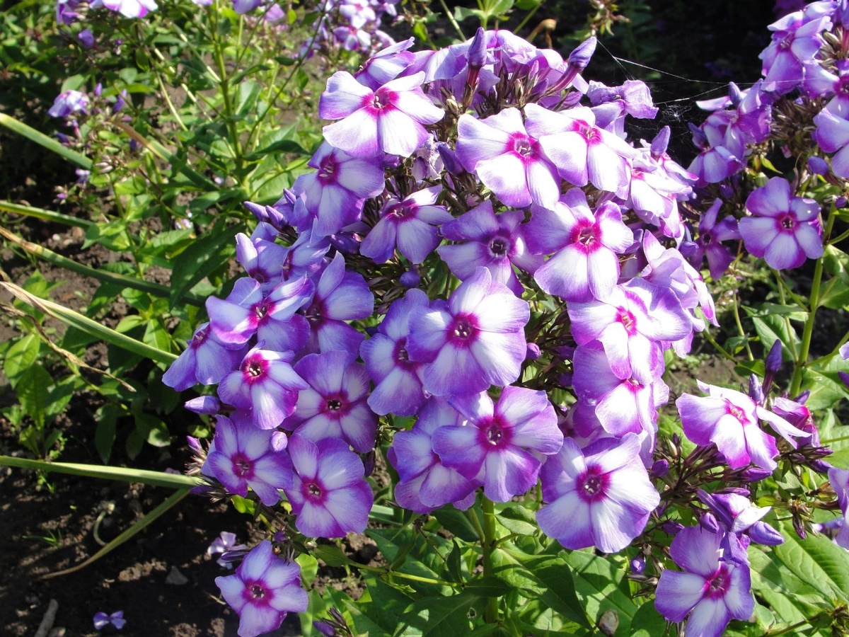 3. Флокс 'МарГри'