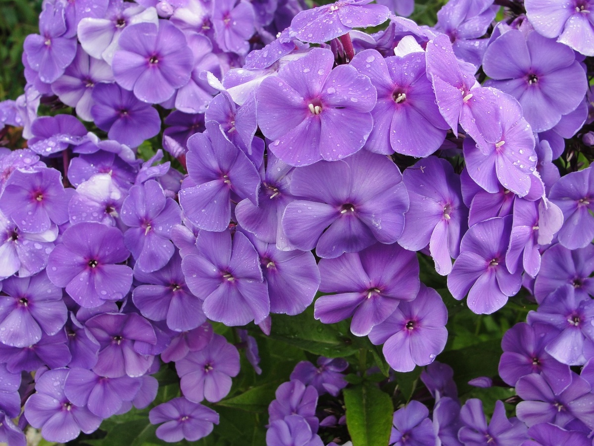 2. Флокс 'Синее Море'. 2 фото, листайте