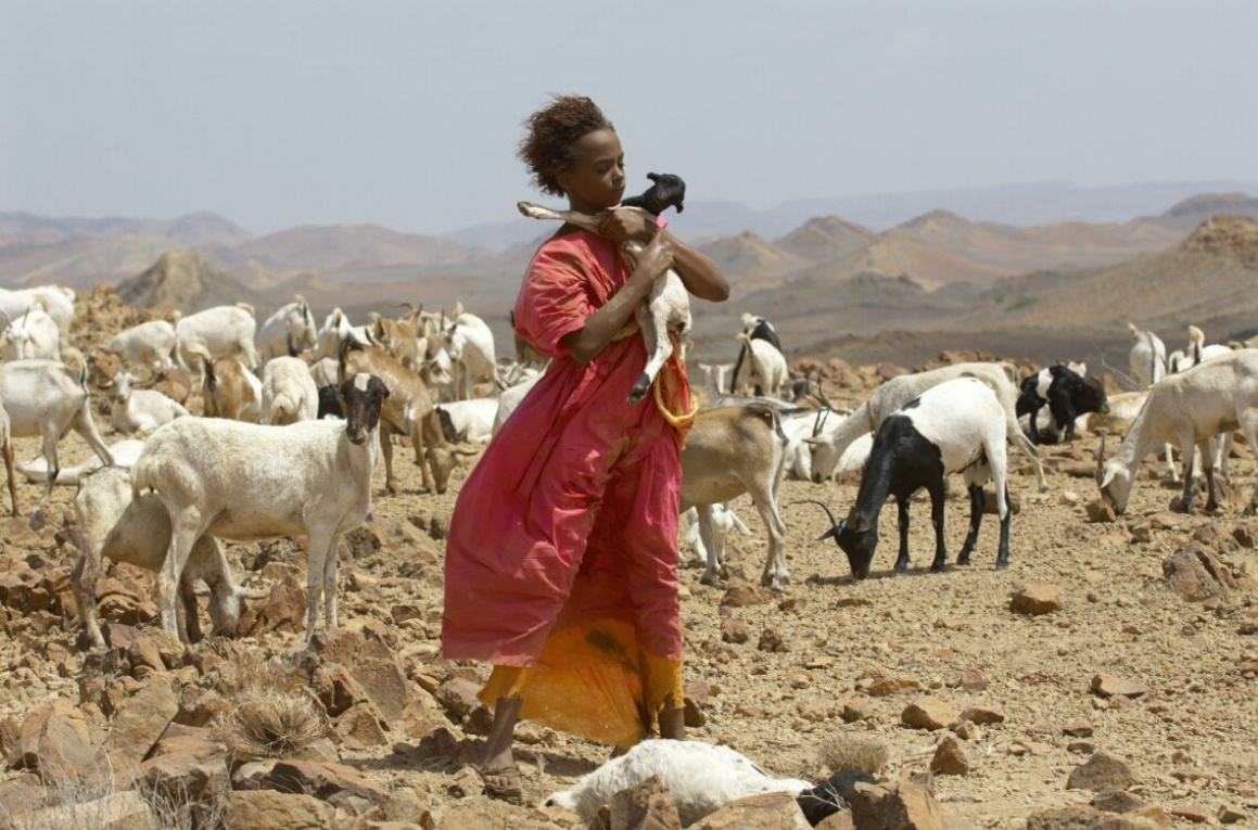 Кадры из фильма Цветок пустыни