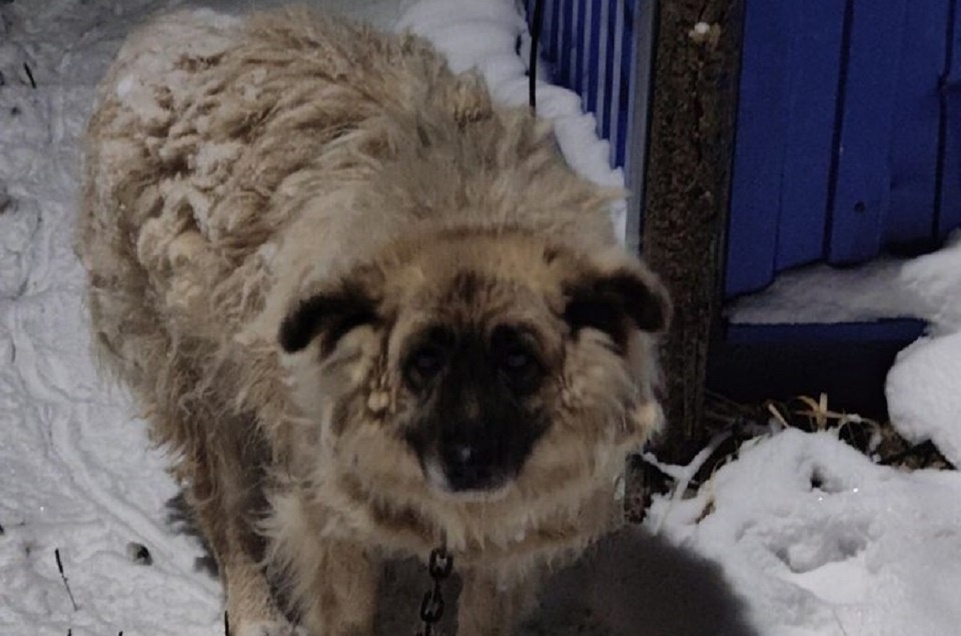В одиночестве у заброшенного вагончика
