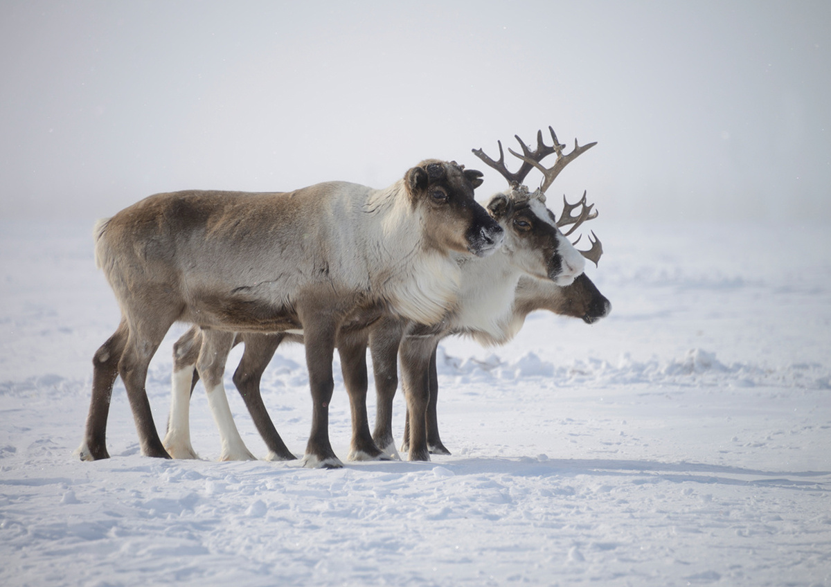 Фото © Максим Романцев / Фотобанк Лори