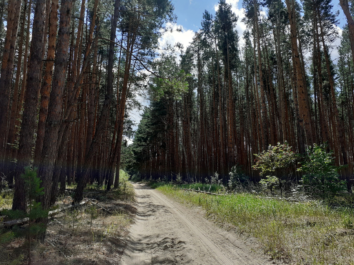 Лесная дорожка