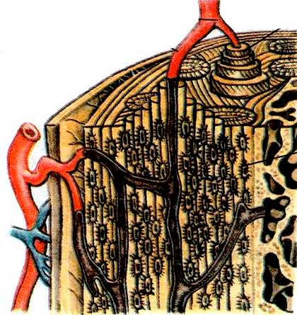 Гаверсова система и Гаверсов канал