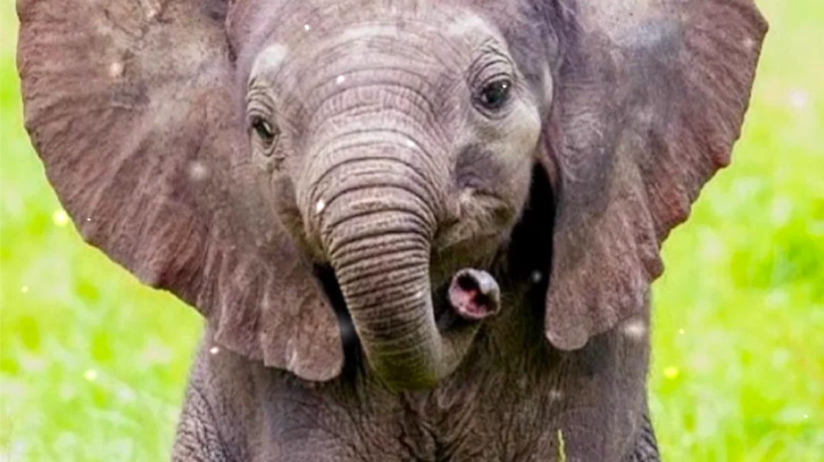 Милый однако