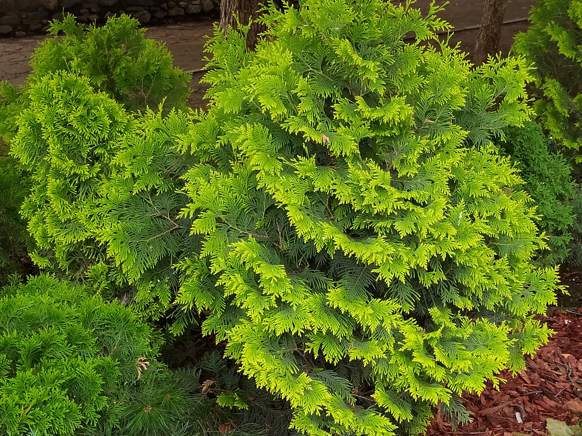 Зеленый цвет успокаивает. Увидели сумму в разделе "Монетизация" и сразу взгляд на что-нибудь зеленое)