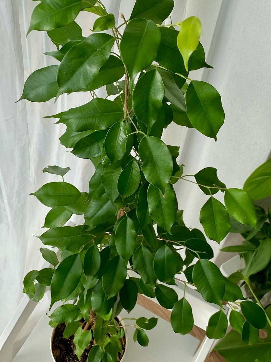 Фикус Бенджамина