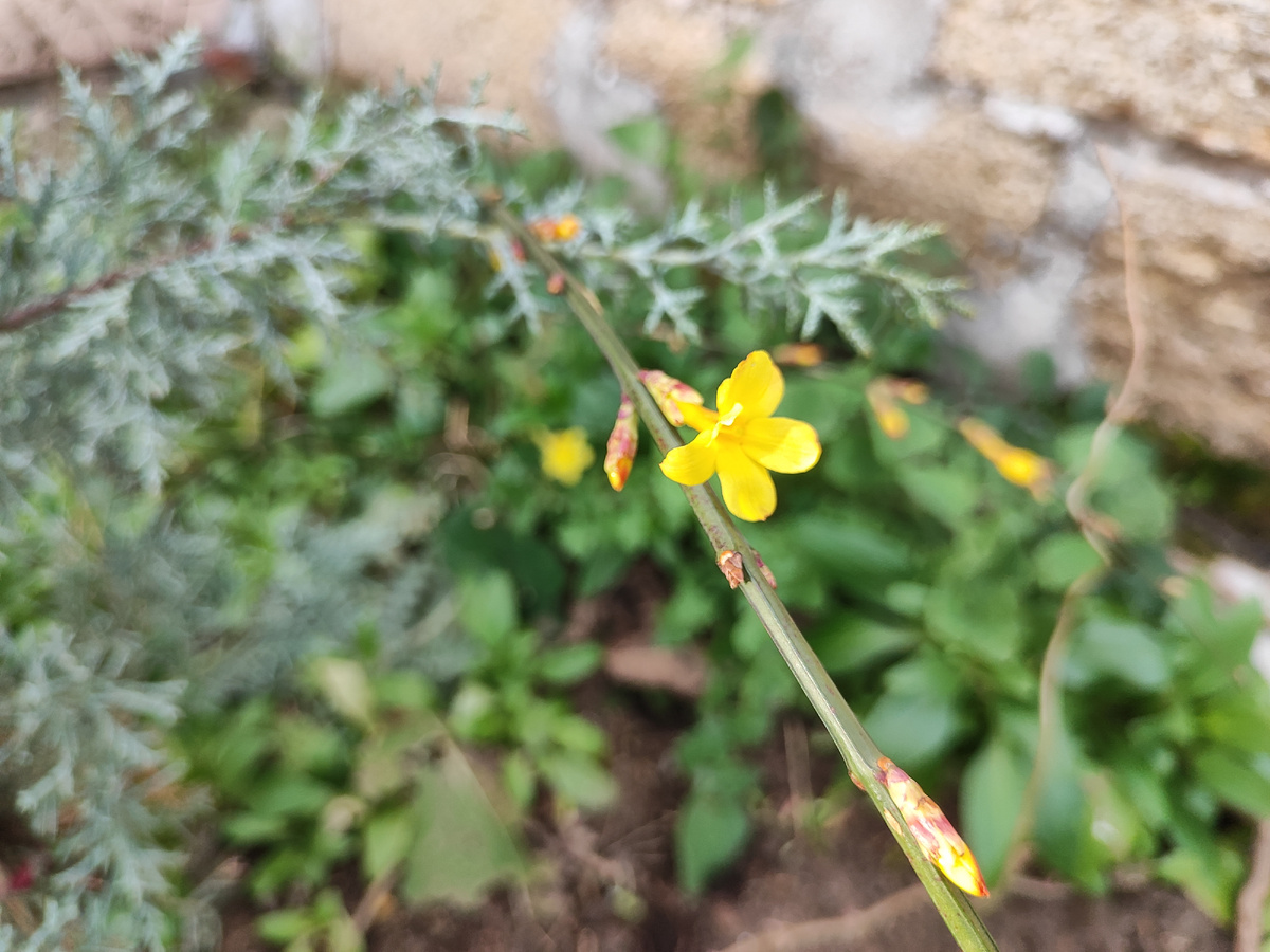 наша зима в феврале в Крыму)