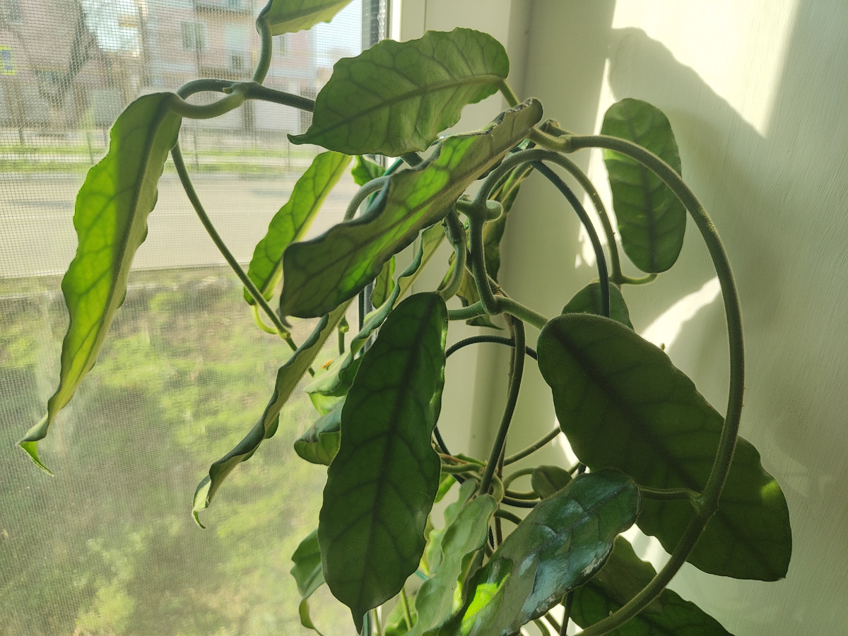 одно из хобби, о котором я пишу в блоге- это цветы и садоводство