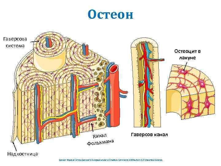 Остеон и канал Фолькмана