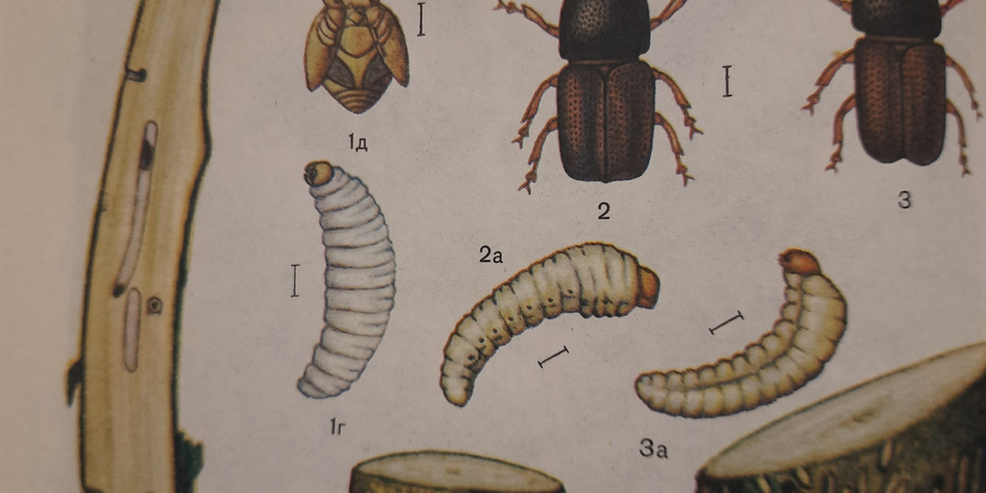 Как защититься от короедов, которые завелись в мульче из коры.