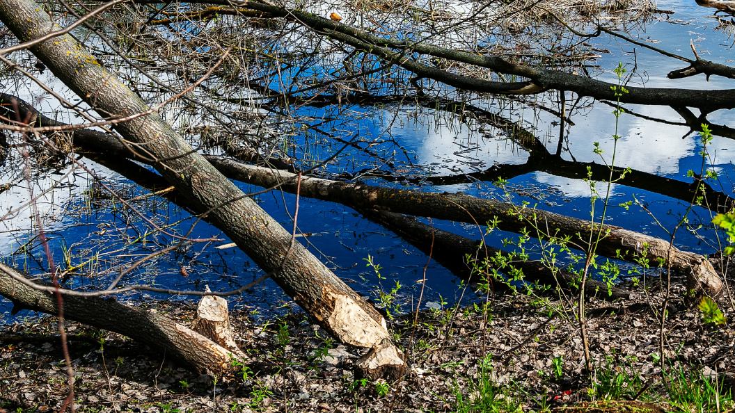    Roman Denisov/Globallookpress