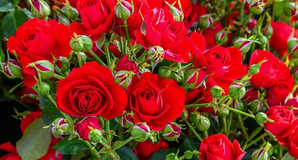    Медиасток.РФ