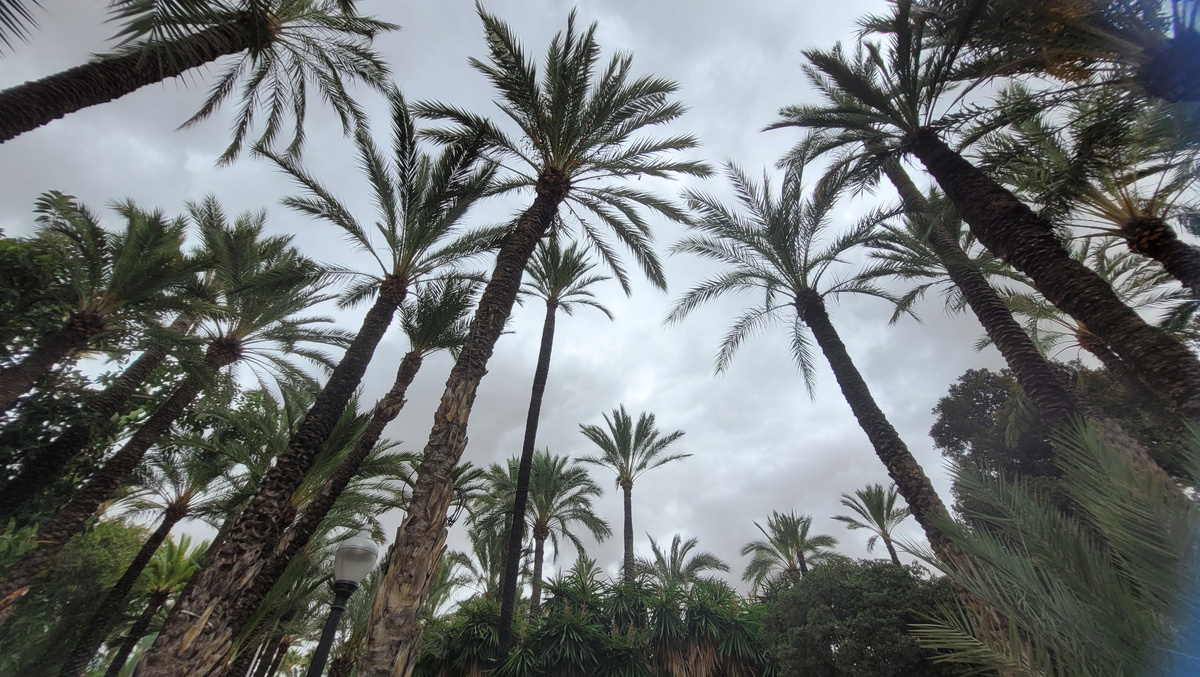 Пальмовый лес. Эльче. Фото автора.