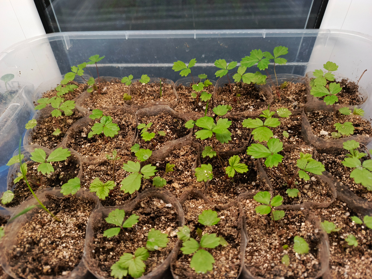 Фото автора. Земляника на дату 26 января 2025 г.