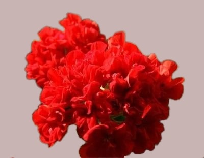 пеларгония Le Febre