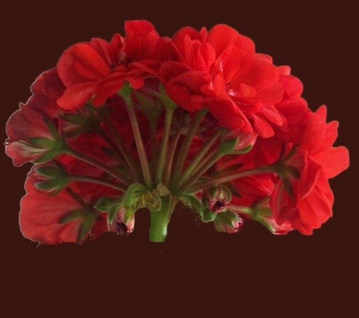 Пеларгония Le Febre