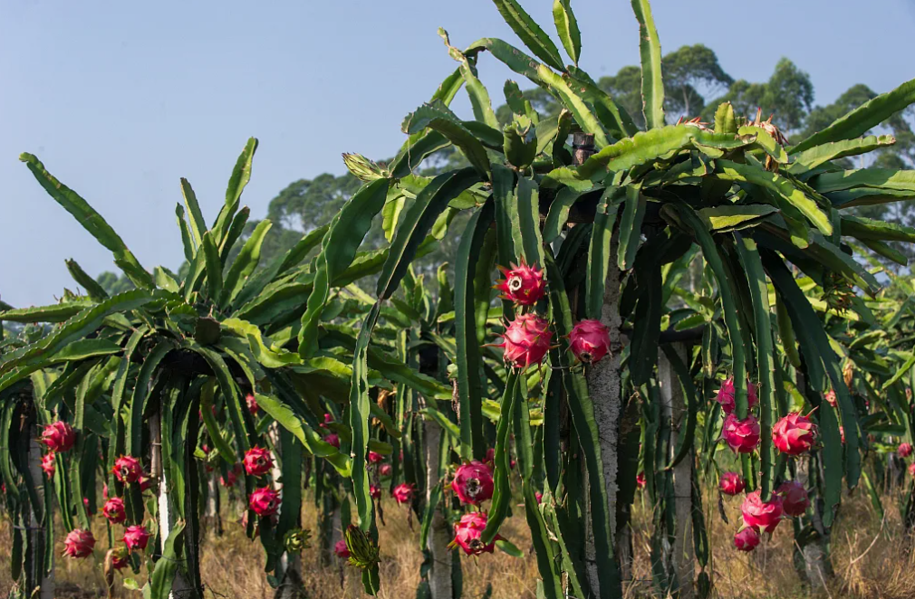 Вот такие уже плантации в Индии выросли