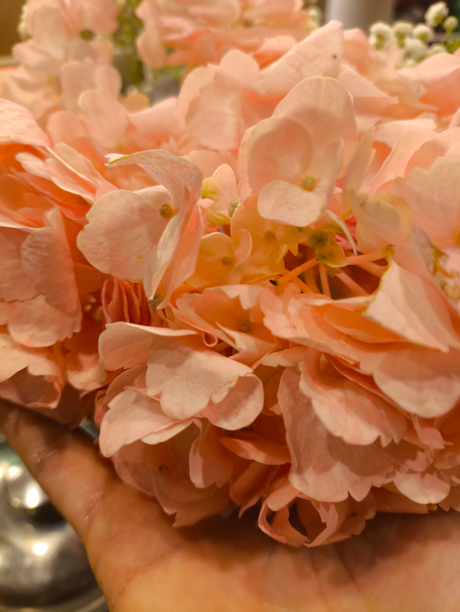 Потрясающая гортензия! 