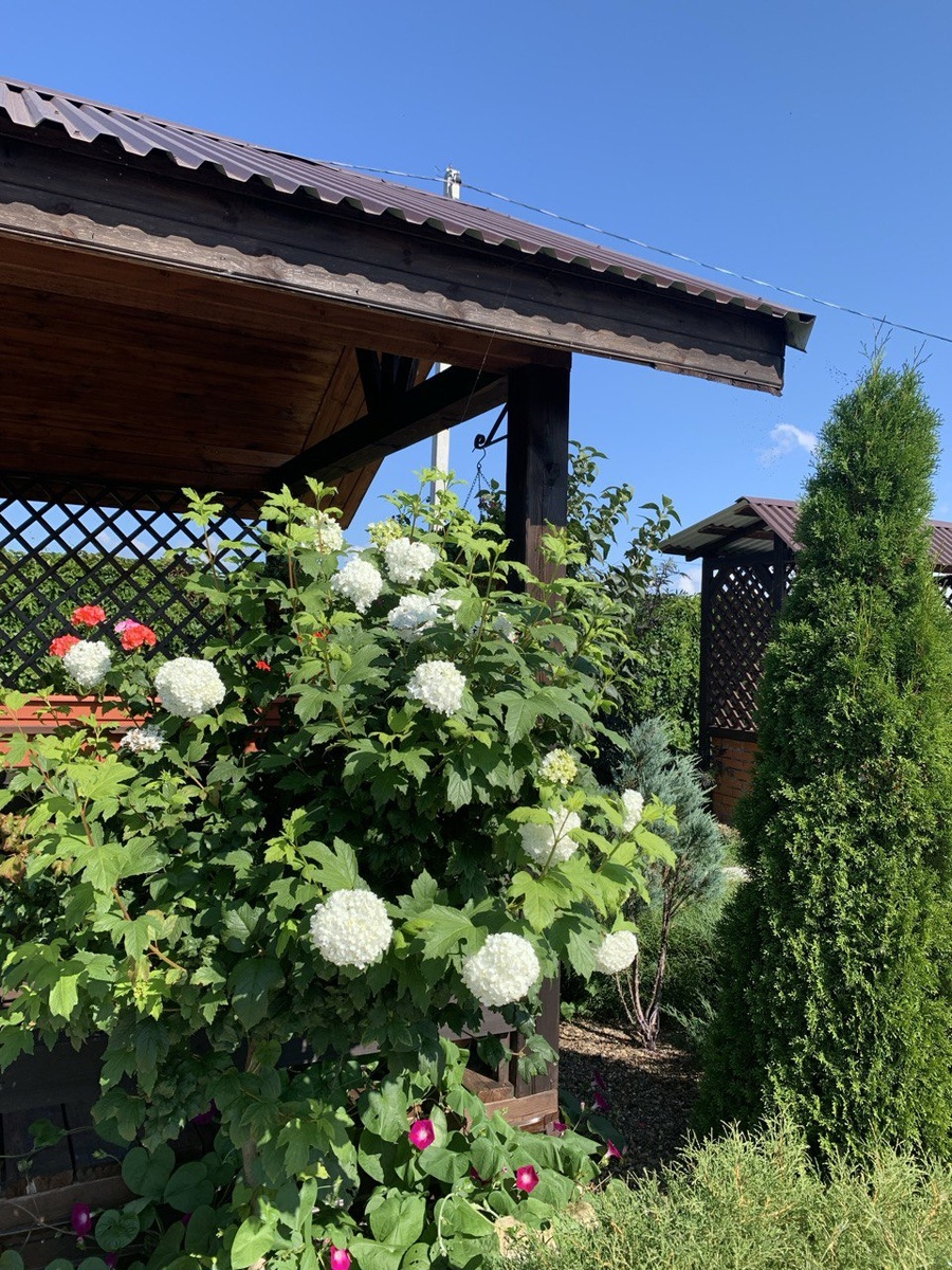 Бульденеж на штамбе в новом саду