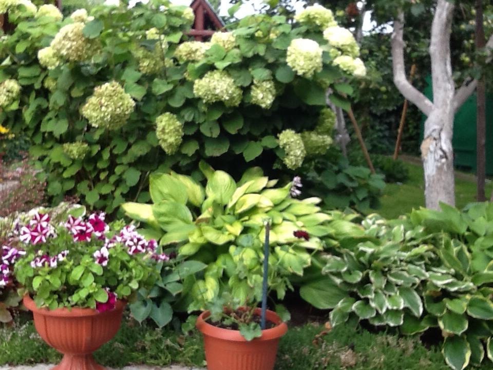 Старая дача 2013 год