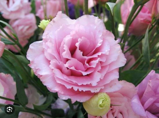 из открытого источника в интернете