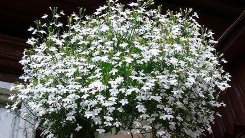 Лобелии. Фото с pinterest.com