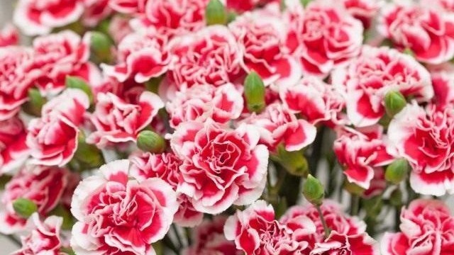 Гвоздика Шабо. Фото с pinterest.com