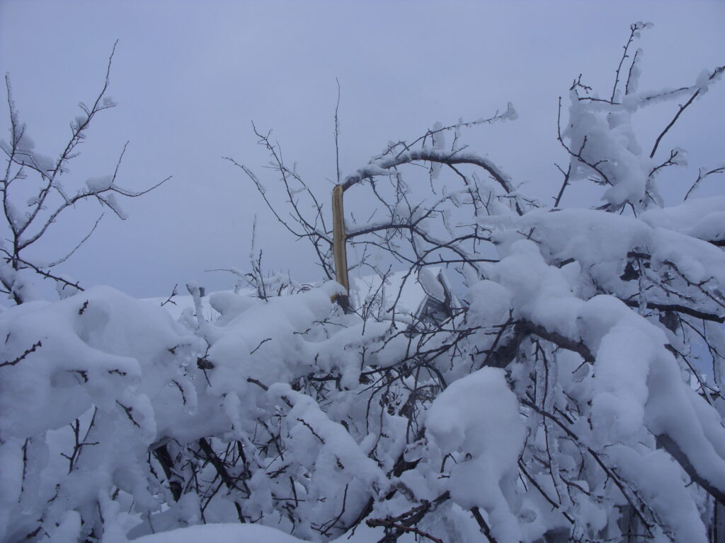 Снежная шапка накрыла старые деревья и они не выдержали натиска снега и начали ломаться.