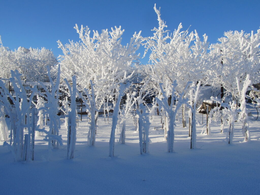 Зимняя сказка сада прошедших лет.