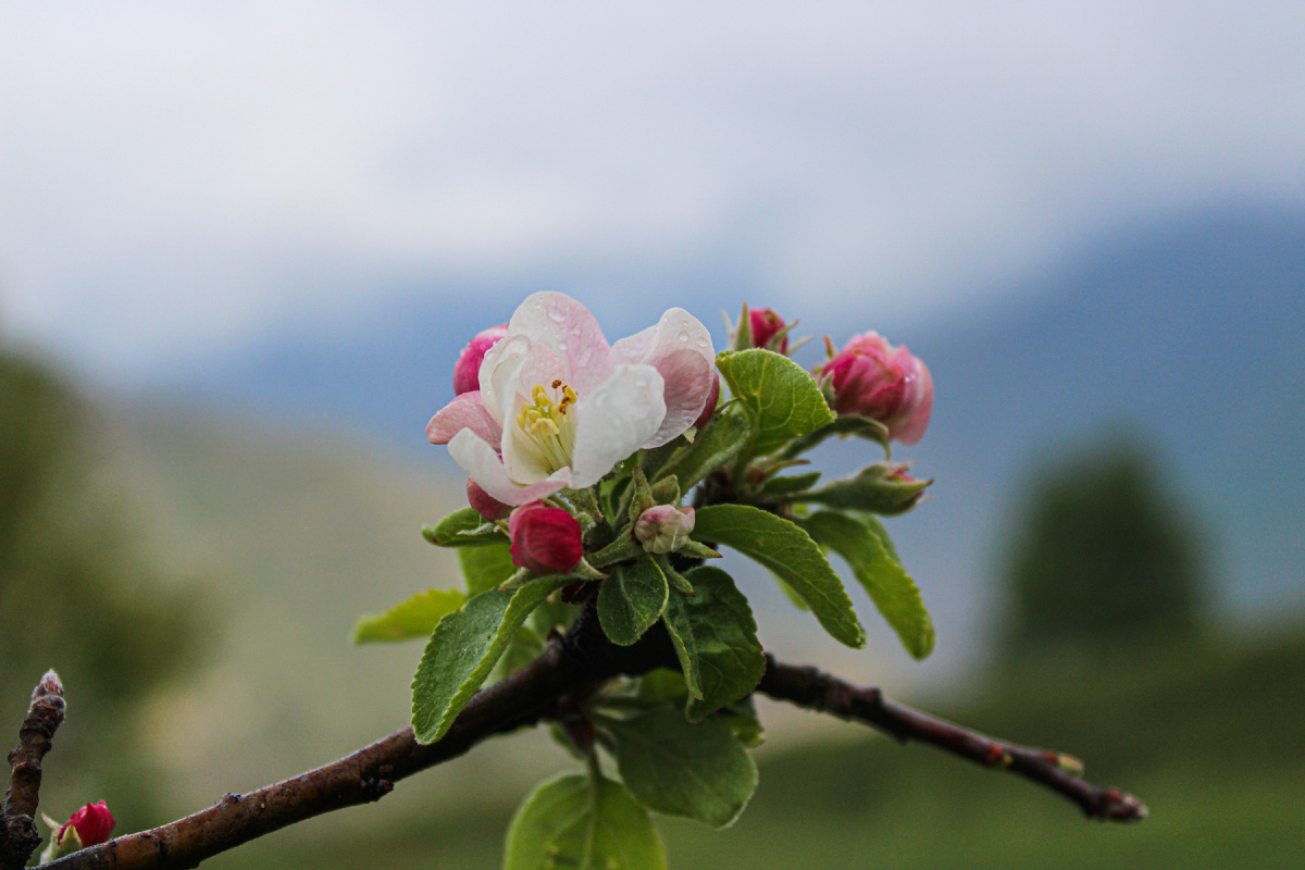 Цветущие деревья в мае, Дагестан