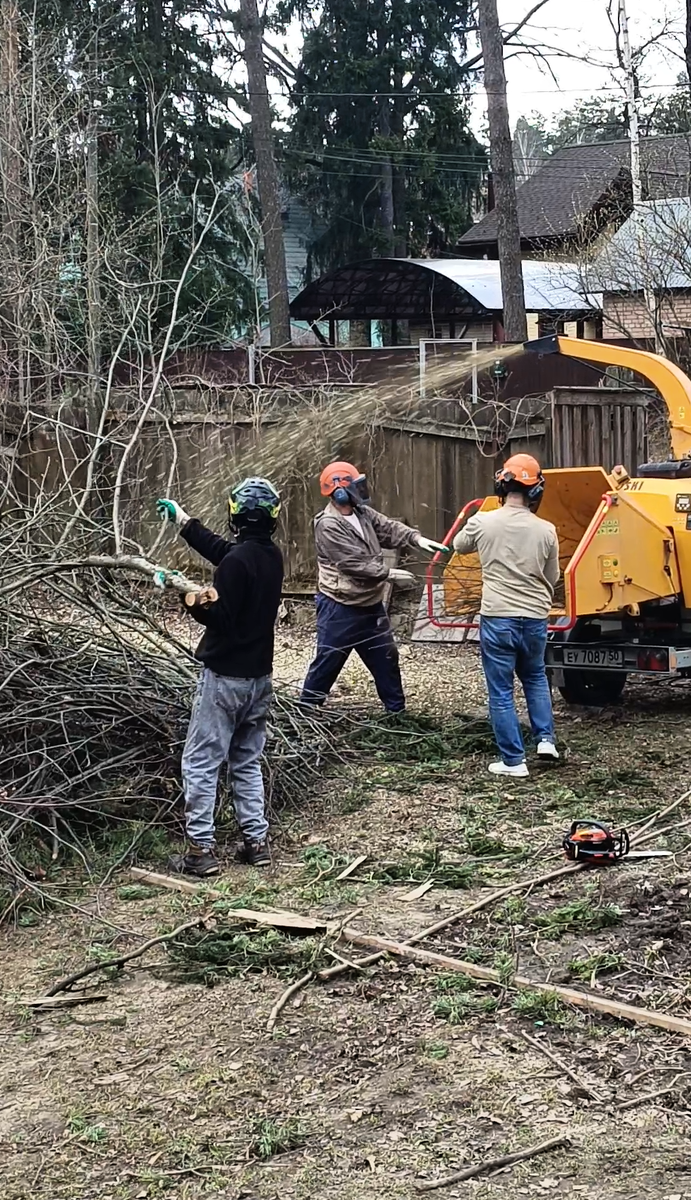 Желтый хомяк палки грызет)