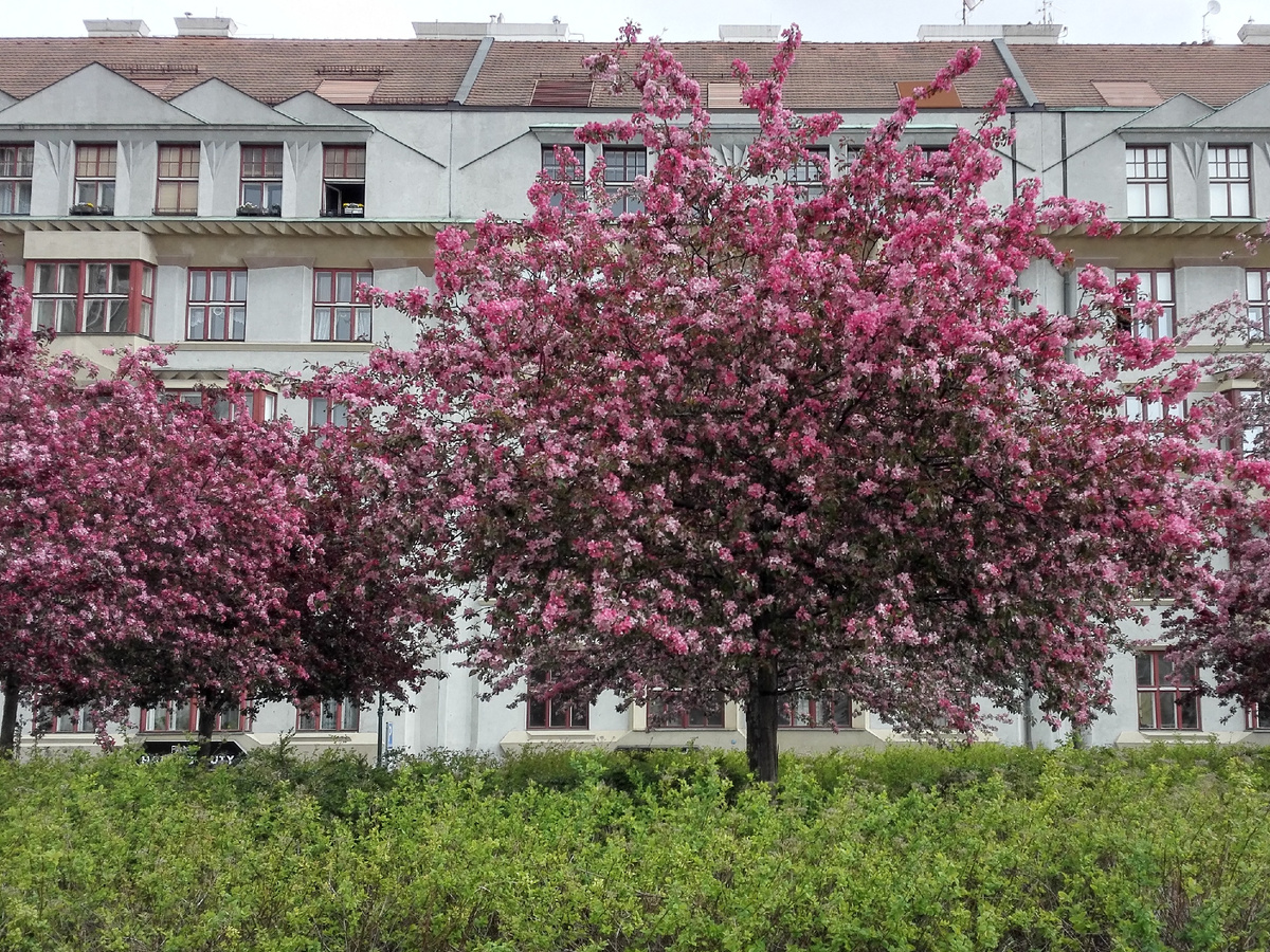 Ханами в Праге