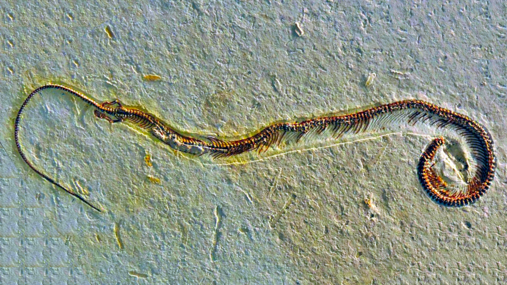 Вот в таком виде четверонога и нашли в музее.